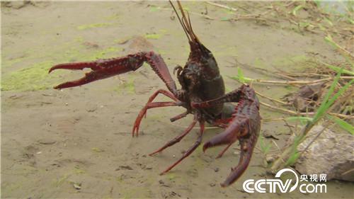 致富经：跟媳妇撒谎 跟姐夫较劲 赚得千万财(20170728)