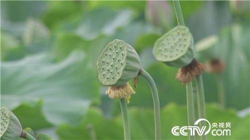 致富经：跟媳妇撒谎 跟姐夫较劲 赚得千万财(20170728)