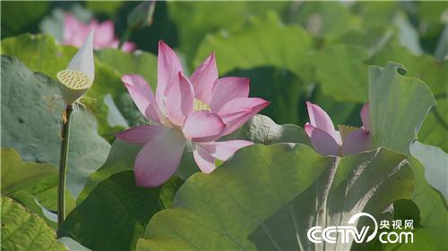 致富经：跟媳妇撒谎 跟姐夫较劲 赚得千万财(20170728)