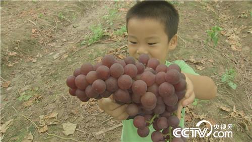 致富经：跟媳妇撒谎 跟姐夫较劲 赚得千万财(20170728)