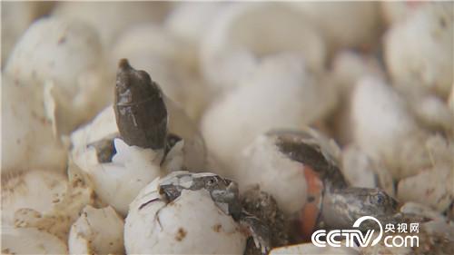 致富经：跟媳妇撒谎 跟姐夫较劲 赚得千万财(20170728)