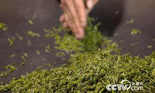 [绿色时空]刺梨与毛尖 点&ldquo;绿&rdquo;成金 8月6日