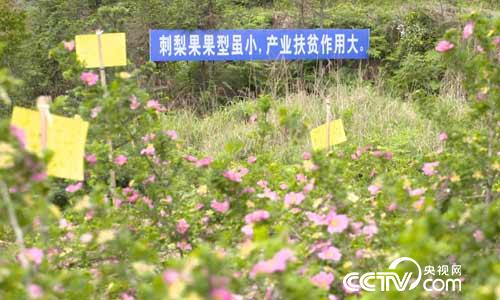 [绿色时空]刺梨与毛尖 点&ldquo;绿&rdquo;成金 8月6日