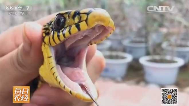 头戴&ldquo;王&rdquo;字的蛇有效益