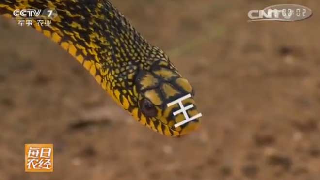 头戴&ldquo;王&rdquo;字的蛇有效益