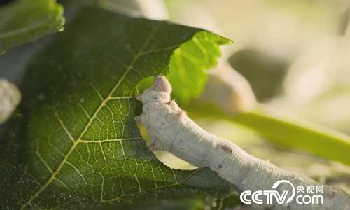 [绿色时空]招&ldquo;桑&rdquo;进宝有门道 8月13日