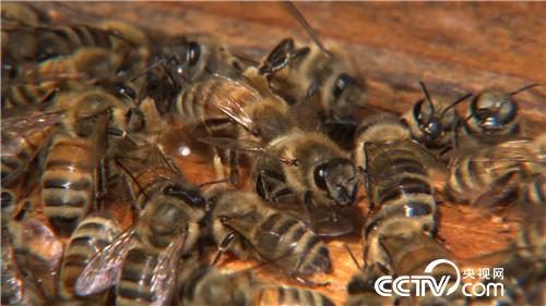 致富经：悬崖峭壁上的危险财富(20170809)