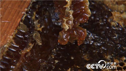 致富经：悬崖峭壁上的危险财富(20170809)