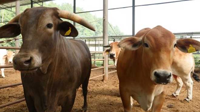 8万元一头的牛不嫌贵 