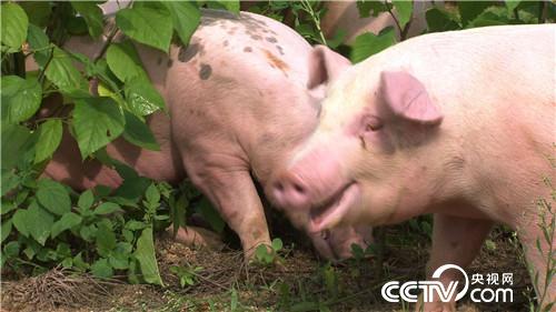 致富经：酸甜苦辣小夫妻(20170811)