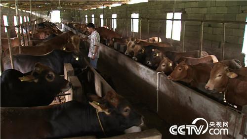 致富经：酸甜苦辣小夫妻(20170811)