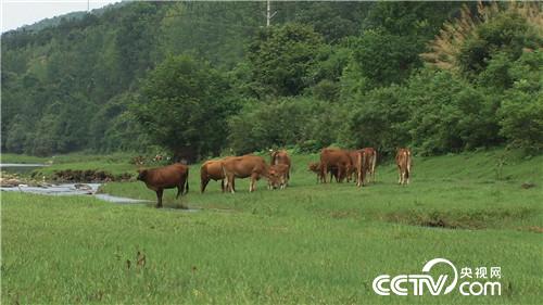 致富经：酸甜苦辣小夫妻(20170811)