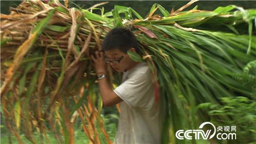 致富经：酸甜苦辣小夫妻(20170811)