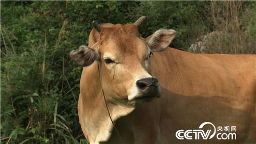 致富经：酸甜苦辣小夫妻(20170811)