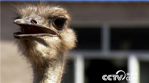 致富经：注意!大鸟很疯狂(20170816)