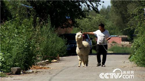 致富经：注意!大鸟很疯狂(20170816)
