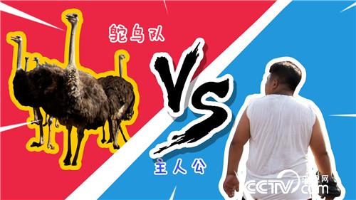 致富经：注意!大鸟很疯狂(20170816)