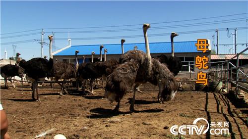 致富经：注意!大鸟很疯狂(20170816)