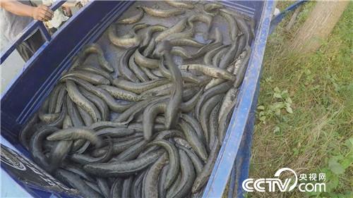 致富经：被嘲笑的男人水里捞金(20170818)