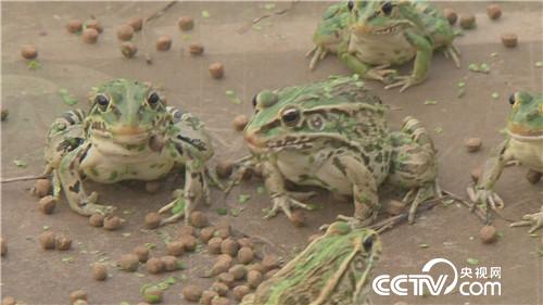 致富经：被嘲笑的男人水里捞金(20170818)