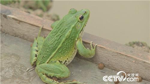 致富经：被嘲笑的男人水里捞金(20170818)