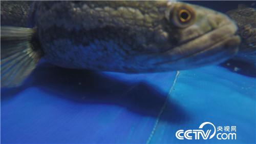 致富经：被嘲笑的男人水里捞金(20170818)