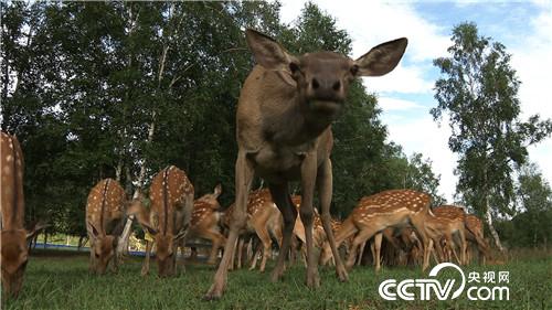 致富经：借八万赚百万 厚道汉子的生意经(20170822)