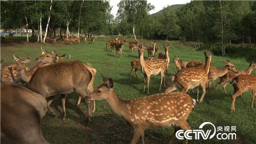 致富经：借八万赚百万 厚道汉子的生意经(20170822)