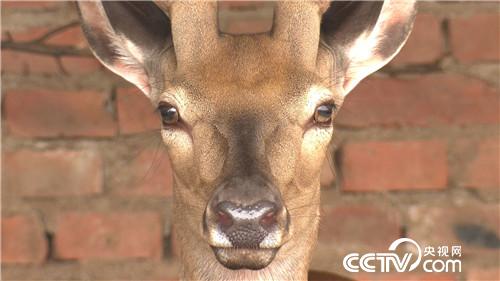 致富经：借八万赚百万 厚道汉子的生意经(20170822)