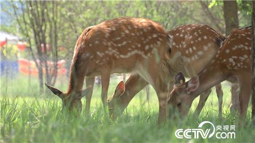 致富经：借八万赚百万 厚道汉子的生意经(20170822)