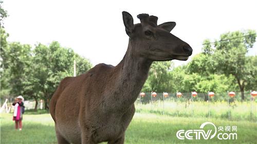 致富经：借八万赚百万 厚道汉子的生意经(20170822)