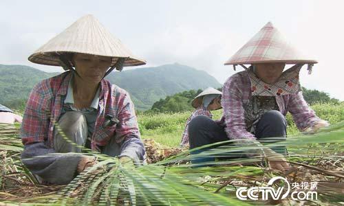 [绿色时空]&ldquo;闻香&rdquo;而至的财富 8月27日