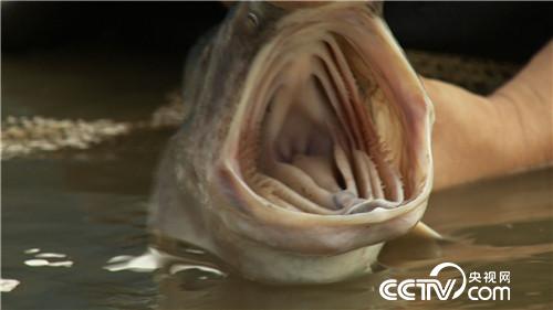 致富经：娶个这样的媳妇 想不富都不行(20170831)