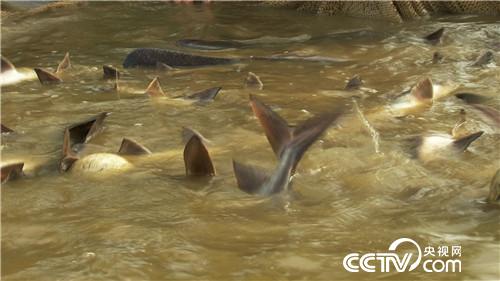 致富经：娶个这样的媳妇 想不富都不行(20170831)