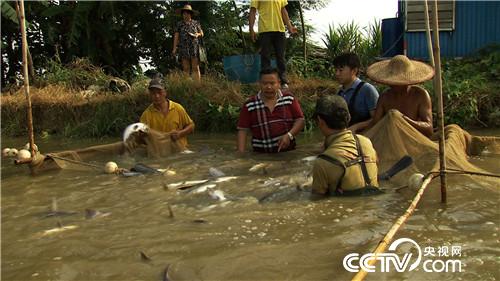 致富经：娶个这样的媳妇 想不富都不行(20170831)