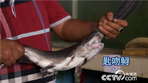 致富经：娶个这样的媳妇 想不富都不行(20170831)