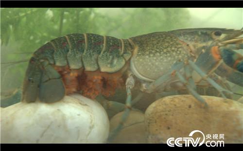 致富经：稻田里抓出4000万(20170907)