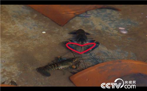 致富经：稻田里抓出4000万(20170907)