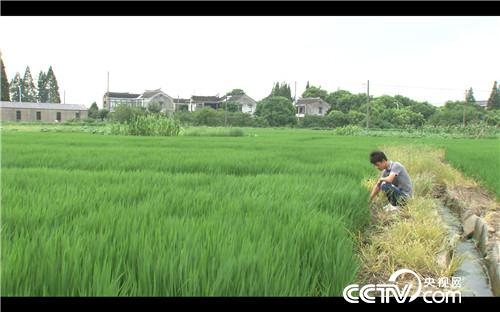 致富经：稻田里抓出4000万(20170907)