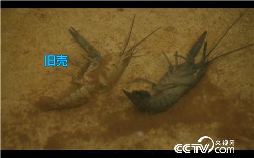 致富经：稻田里抓出4000万(20170907)