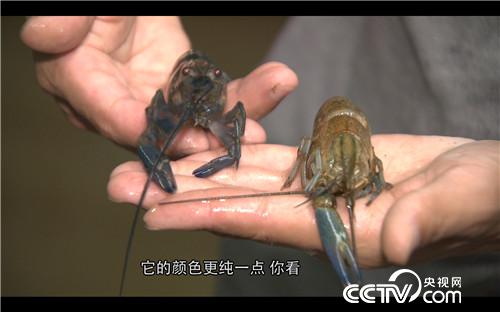 致富经：稻田里抓出4000万(20170907)