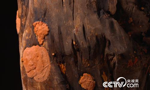 [绿色时空]&ldquo;樟&rdquo;握先机&ldquo;钱&rdquo;景看好 9月10日