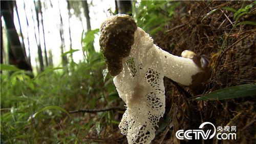 致富经：小秋香的野财富(20170911)