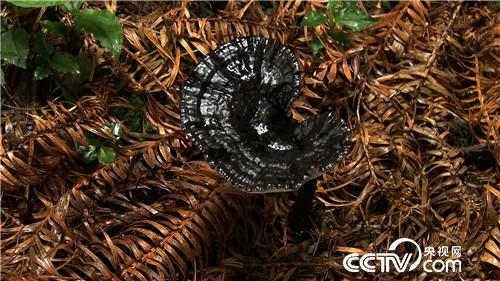 致富经：小秋香的野财富(20170911)