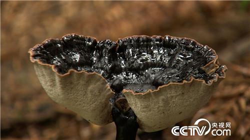 致富经：小秋香的野财富(20170911)