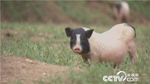 致富经：乌鸡汉 香猪妹 千万财富一个招(20170915)