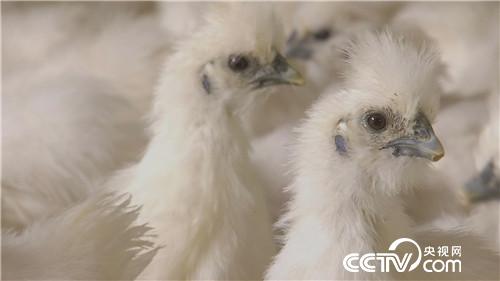 致富经：乌鸡汉 香猪妹 千万财富一个招(20170915)