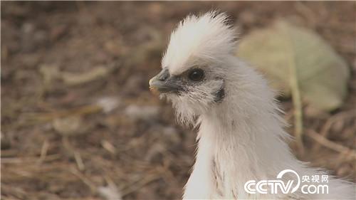 致富经：乌鸡汉 香猪妹 千万财富一个招(20170915)