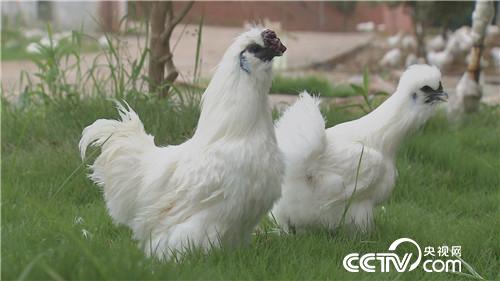 致富经：乌鸡汉 香猪妹 千万财富一个招(20170915)