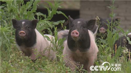 致富经：乌鸡汉 香猪妹 千万财富一个招(20170915)